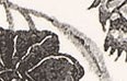 BLANC CASSE/texture fleurs